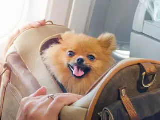 【ペットと飛行機移動】ペットと「一緒に」旅行したい！飛行機に乗せるにはいくらくらいかかりますか？