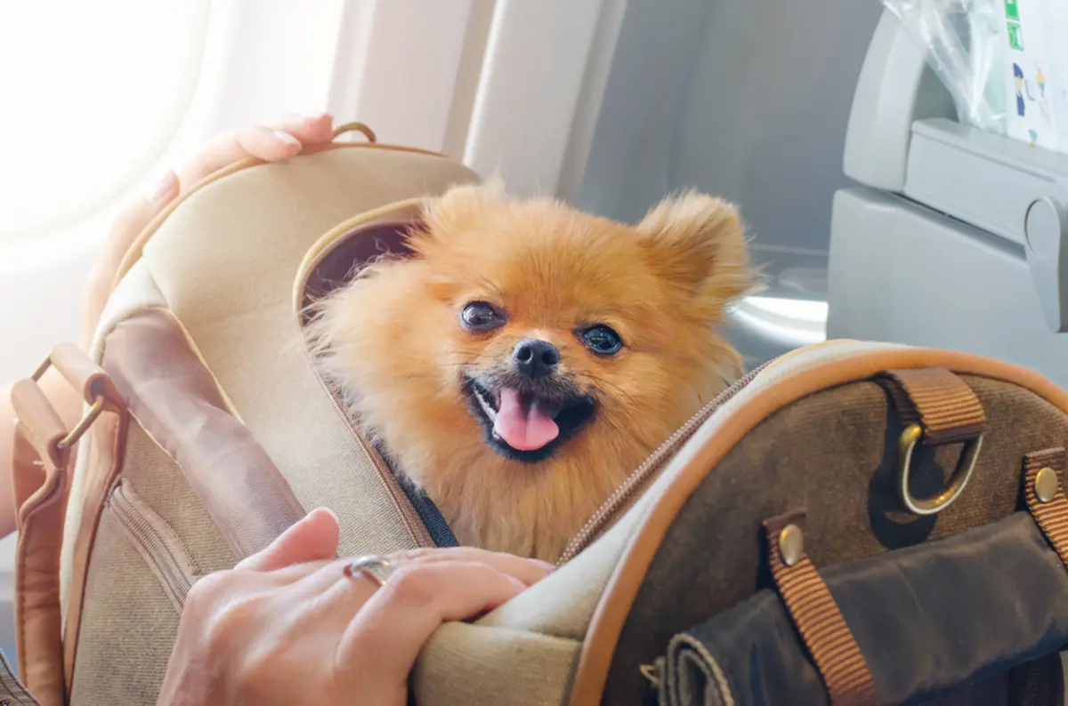 【ペットと飛行機移動】ペットと「一緒に」旅行したい！飛行機に乗せるにはいくらくらいかかりますか？