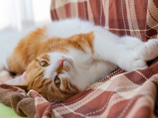 猫にとって「快適な温度」はどのくらい？ 冬の3ヶ月、猫のために「エアコン」をつけっぱなしにすると電気代はいくらになる？