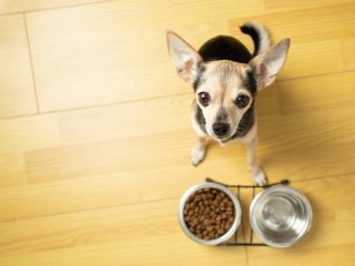 【かけがえのない命】浪費癖の私が「犬飼おうかな」と言ったら友人が「マジギレ」。実際のところ、ペットを飼うにはどれだけの「経済力」が必要なのでしょうか。