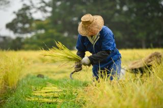 義両親が専業で農業を続けています。年収はどのくらいなのでしょうか？