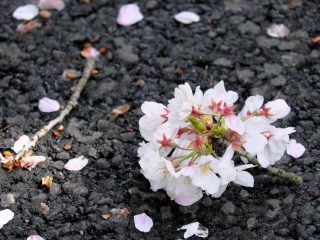 近所の人が、うちの「桜の木」から枝を折って持っていきました。「損害賠償」を請求できるでしょうか？