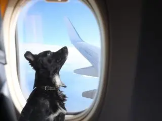 ペットも「一緒に」旅行を楽しみたい！「預ける」場合と「一緒に機内搭乗」の場合、料金の違いはどのくらい？