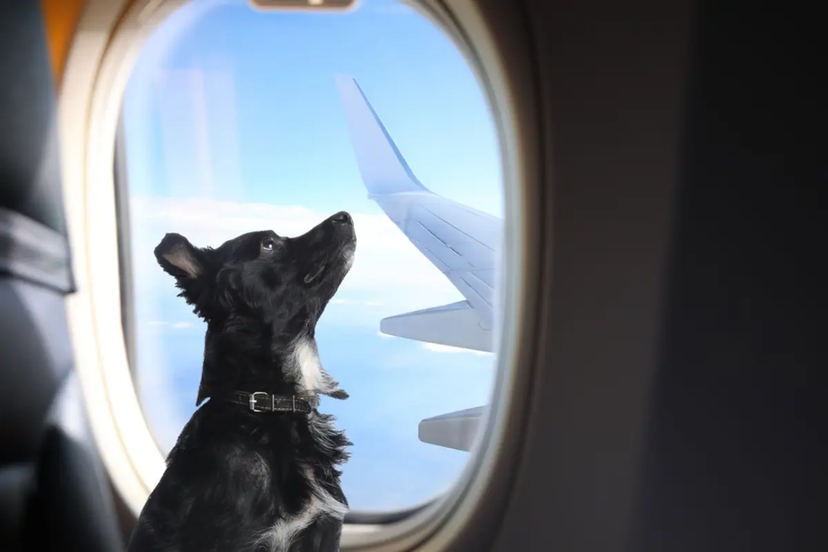 ペットも「一緒に」旅行を楽しみたい！「預ける」場合と「一緒に機内搭乗」の場合、料金の違いはどのくらい？
