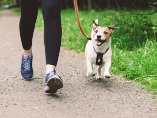 【犬の糞ふんじゃった！】白い靴で犬の糞を踏みました…「後始末をしない飼い主」に罰金は科せられないのでしょうか？