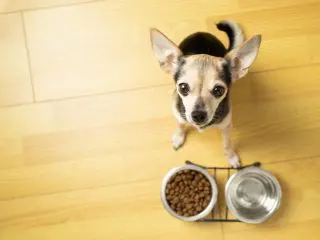 愛犬の食費が毎月「3万円」という友人…！今どきそれが普通なのでしょうか？
