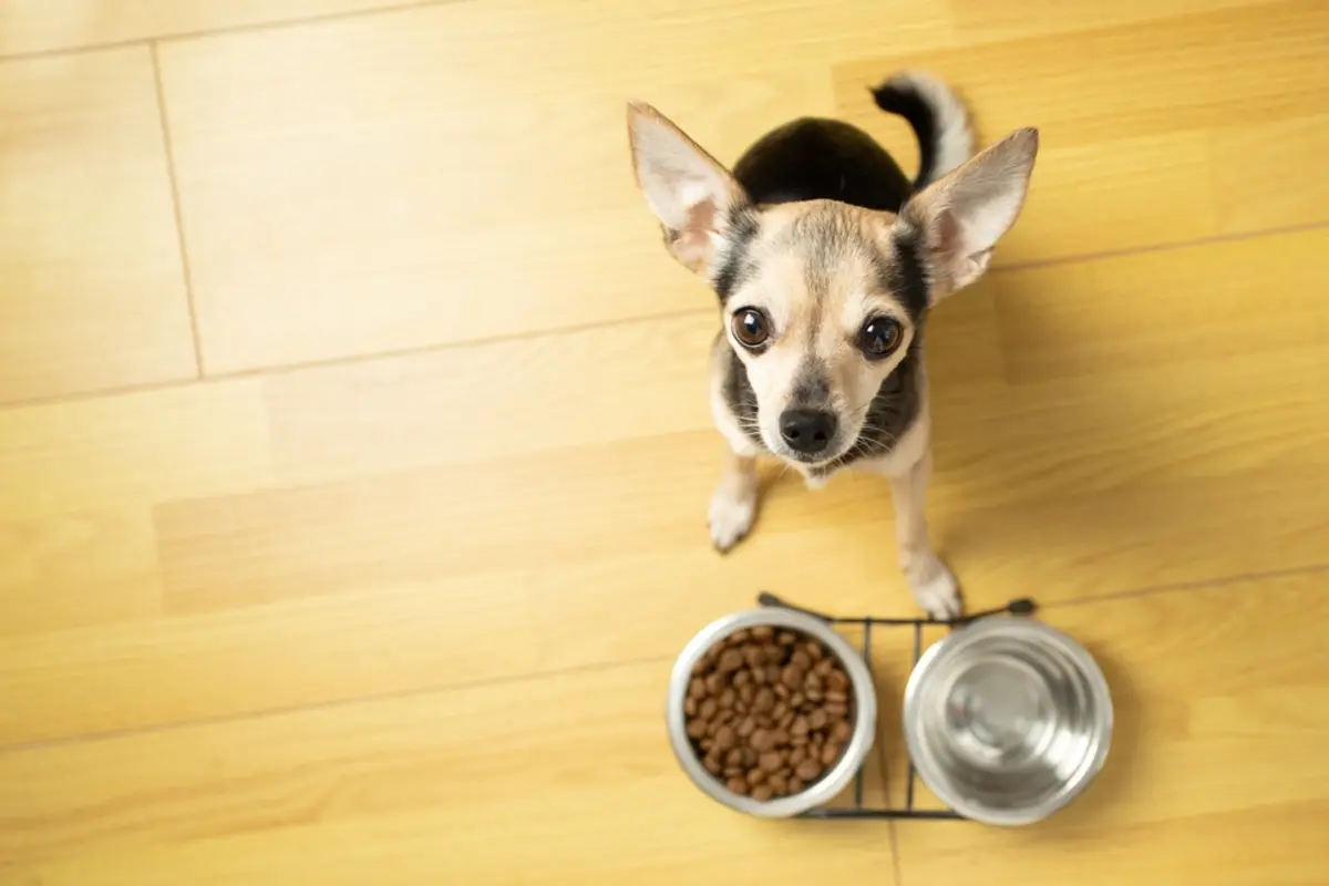 愛犬の食費が毎月「3万円」という友人…！今どきそれが普通なのでしょうか？