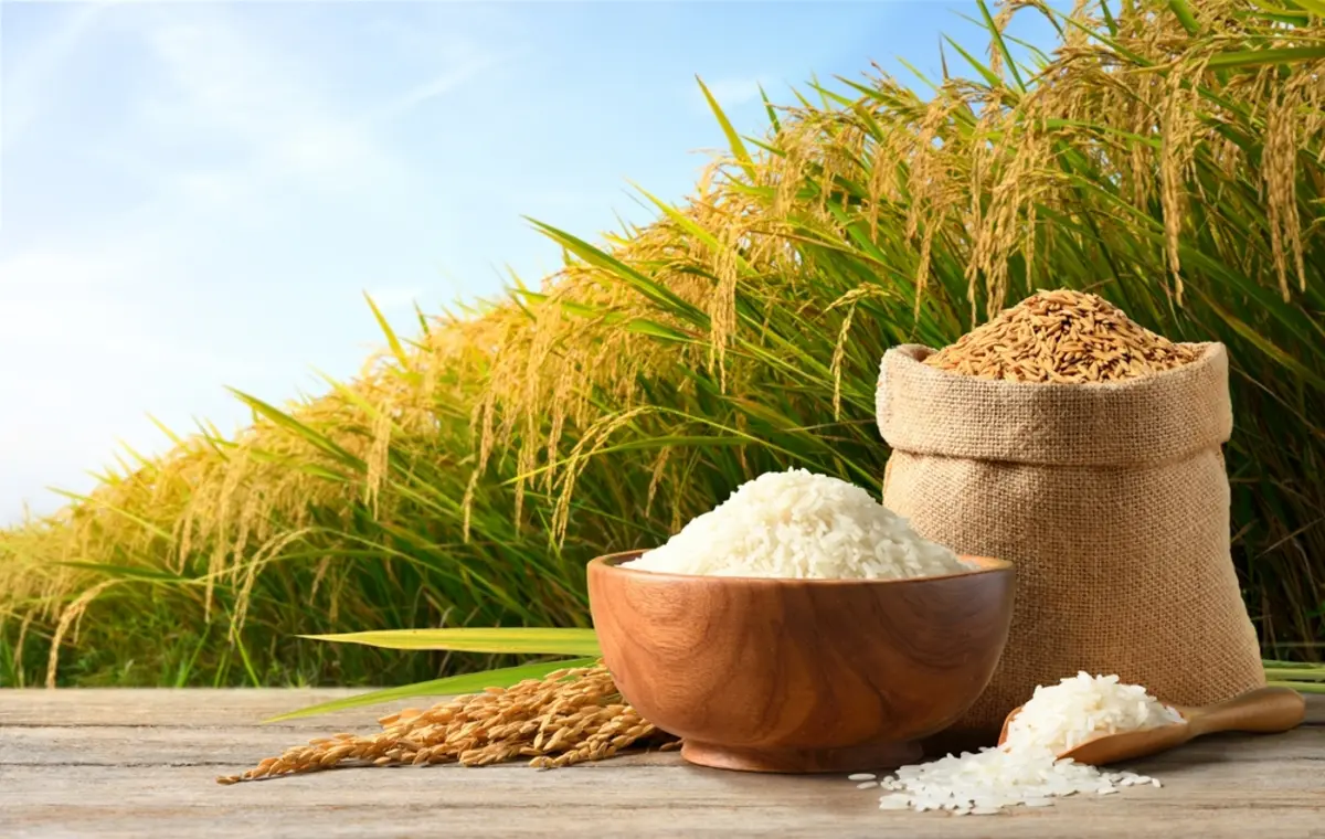 「白米」vs「玄米」主食にするならどちらがおすすめ？ それぞれのコスパや栄養価について解説