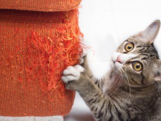 アパートで猫を飼っていたのですが、退去費用で「100万円」請求されました。壁や床に「キズ」は付いていますが、さすがに高すぎませんか？ 本当に払う必要はあるのでしょうか？