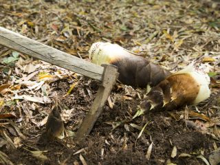 【公園のタケノコは持ち帰っていい？】近所の公園に「竹林」があります。自分で消費するためだったら「タケノコ掘り」をしても大丈夫でしょうか？