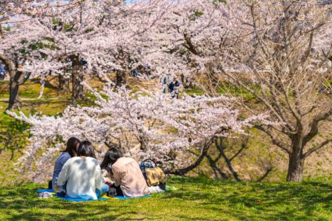 お花見で「新入社員に場所取り」させるのはパワハラ？ その分の「残業代」を請求できるって本当？