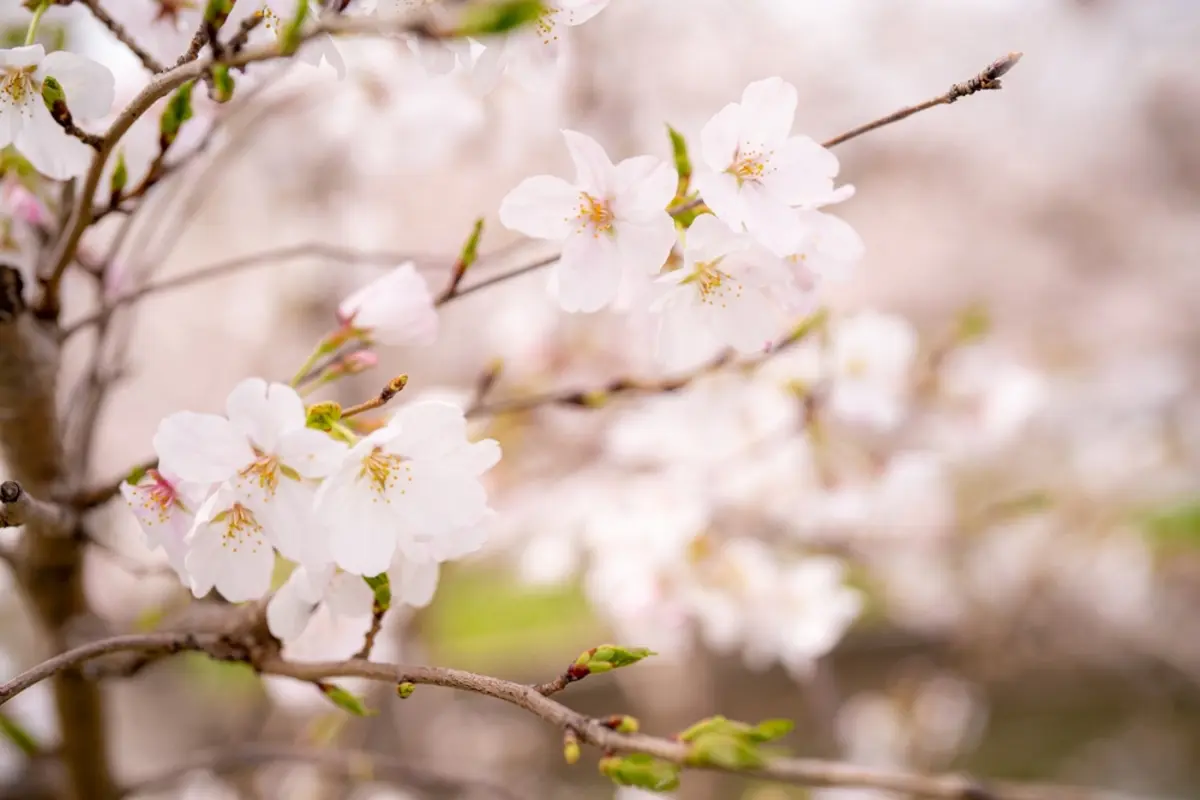 隣家の「桜の花びら」が自宅の庭に飛んできます。きれいで心が和みますが、排水溝の掃除などが大変でもあります。掃除代は請求できるでしょうか…？