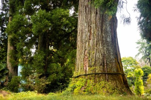 近所の神社の大杉には大きな焼け穴があります。昔父が火事を起こしたそうなのですが、今の時代だったら慰謝料が発生しますよね？