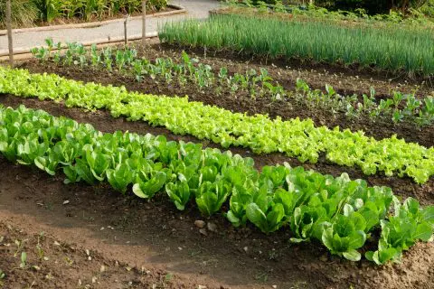 食費節約のため、市民農園を借りて野菜づくりにチャレンジしようと考えています。初心者におすすめの育てやすい野菜は何？