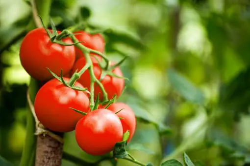 「レタス」「トマト」が高くて買えない…畑がある実家から野菜をもらうのは図々しいですか？