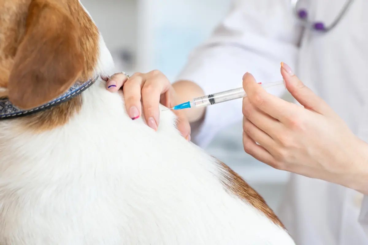 親戚が「日本で狂犬病は根絶されたから」と、飼い犬に「予防接種」を受けさせていないことが発覚！ 本当に問題ないのですか？ バレたら“罰金”と聞いたことがあるのですが…