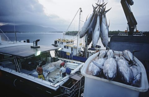 マグロ漁はいつ頃行われるの？ 期間や年収はどれくらい？