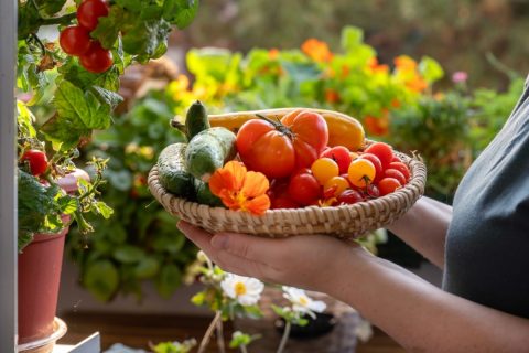 夏場は「自宅で野菜」を育ててスーパーで購入しないようにしたいと思っています。1ヶ月でどれくらい節約になりますか？