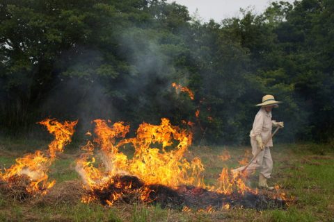 祖父が自宅の庭で“野焼き”をしていたのですが、問題ないのでしょうか？祖父は「昔からしているから大丈夫」と言うのですが…