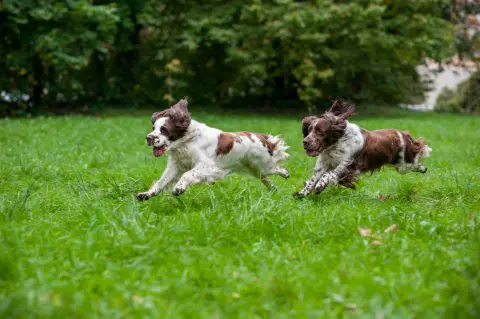 公園で犬のリードを外して遊ばせている人を見かけました。禁止されているようですが「罰金」などはないのでしょうか？