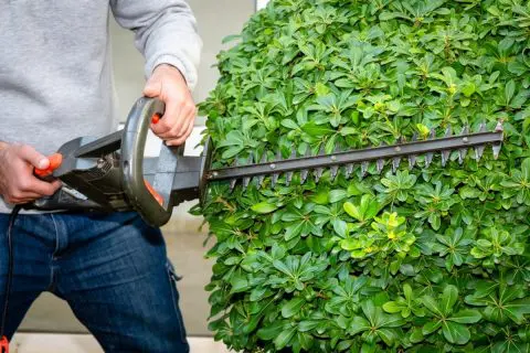 隣の空き家から雑草が伸びてきて「敷地内」に侵入しています。自分たちで処理をしてもよいのでしょうか？