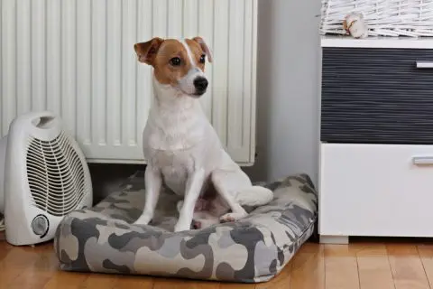 今年から犬を飼うことになったので冬の間は1日中暖房をつけっぱなしにしたいのですが、エアコン代は結構増えますか？ 1ヶ月あたりの金額が知りたいです。