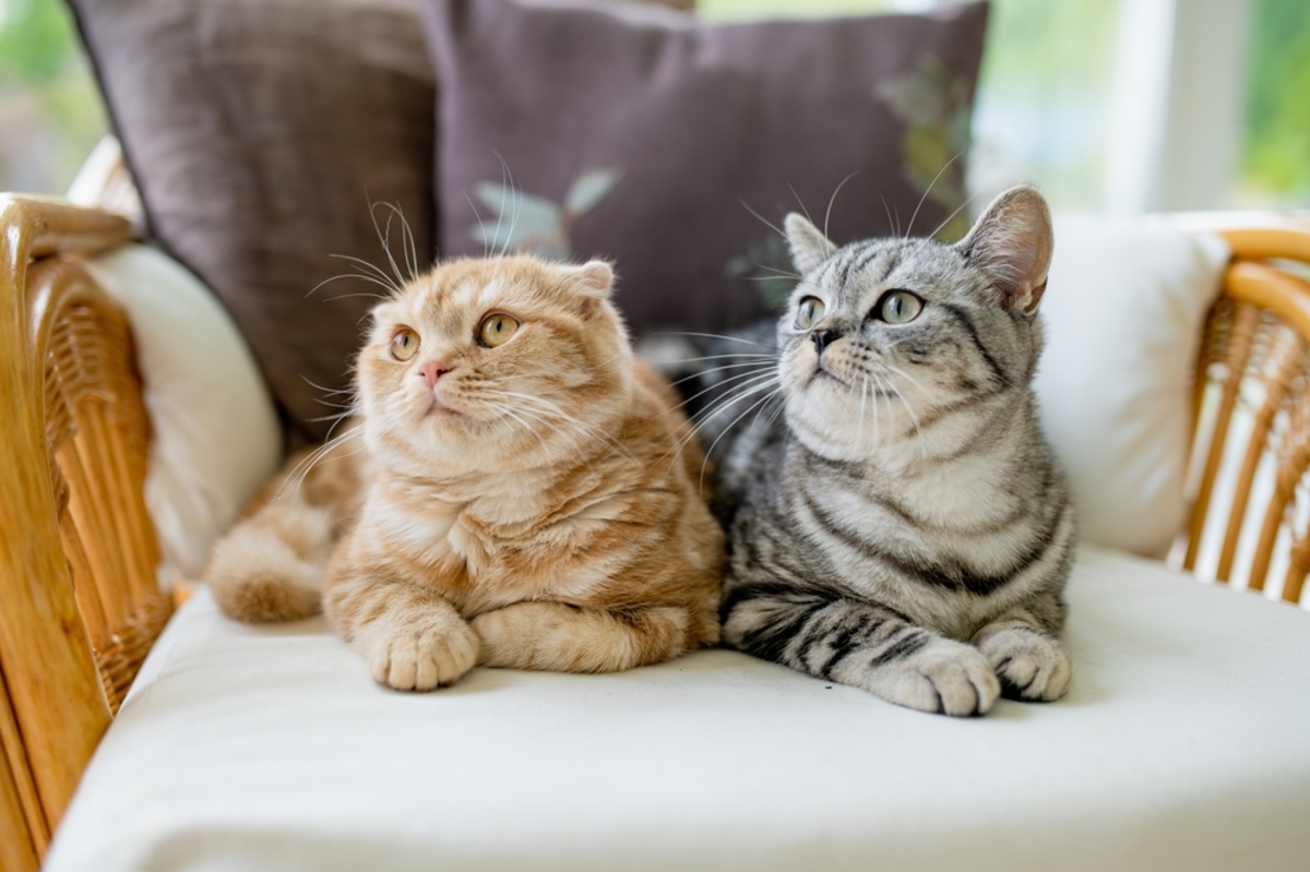 ペットを飼いたいのですが、ペット可能の賃貸が少なく困っています…。ペット不可の賃貸物件が多いのはどうしてですか？