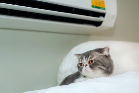 愛猫2匹を迎えたので「暖房」を「24時間フル稼働」にしています。「1ヶ月」で「電気代」はいくらかかりますか？