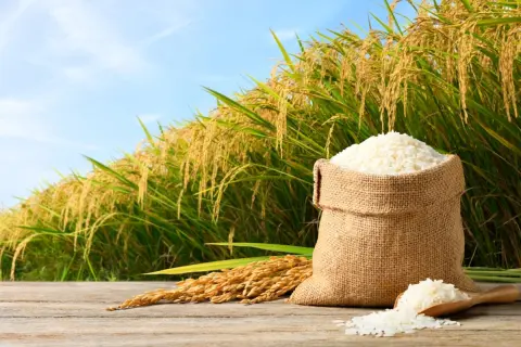 お米5キロが「5日」でなくなります…お米が安かったころと「価格高騰」の現在を比べると、1ヶ月当たりの米代はどれくらい上がっているのでしょうか？