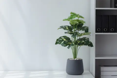 借りている部屋で「観葉植物」を育ててもいい？
