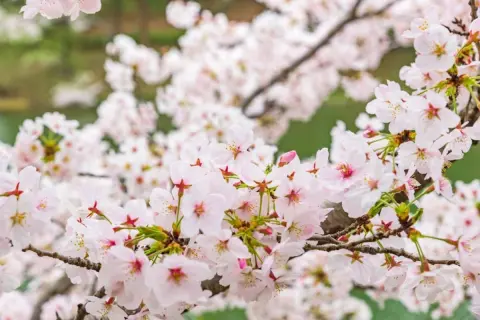 春到来！ 季節の花である「桜」を一般的な住宅の庭で見かけないのはなぜ？ 育てる場合の費用は？