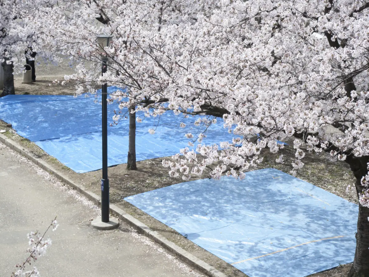 会社のお花見の「場所取り」をしたら、まさかの罰金に!? みんなやってるけど「罰則の対象」になる場合もあるって本当？ 注意点を解説