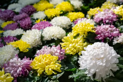 ベランダで「菊」を育てていたらビックリ！ 実は“罰金300万円”の外来種だった!?「昔は育てても大丈夫だったのに…」注意が必要なケースとは