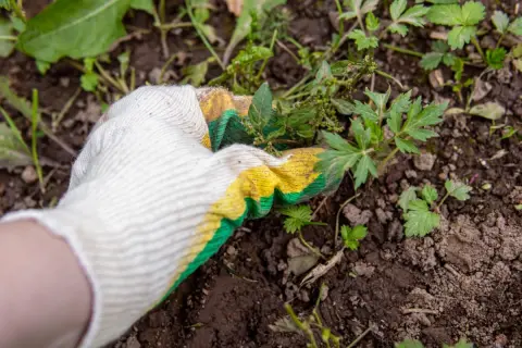 ひとり暮らしの高齢の親の代わりに「実家の草むしり」を定期的にしています。業者に頼むと費用はどのくらいするのでしょうか？