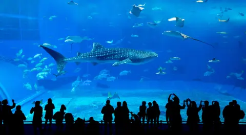 4人家族で水族館に行ったら2万もかかった！昔は1万円ほどでいけたはずなのに、値上がりしているのでしょうか？