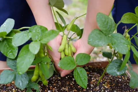 定年後に「家庭菜園」を始める予定です。節約になると嬉しいのですが、買うより”得”でしょうか？