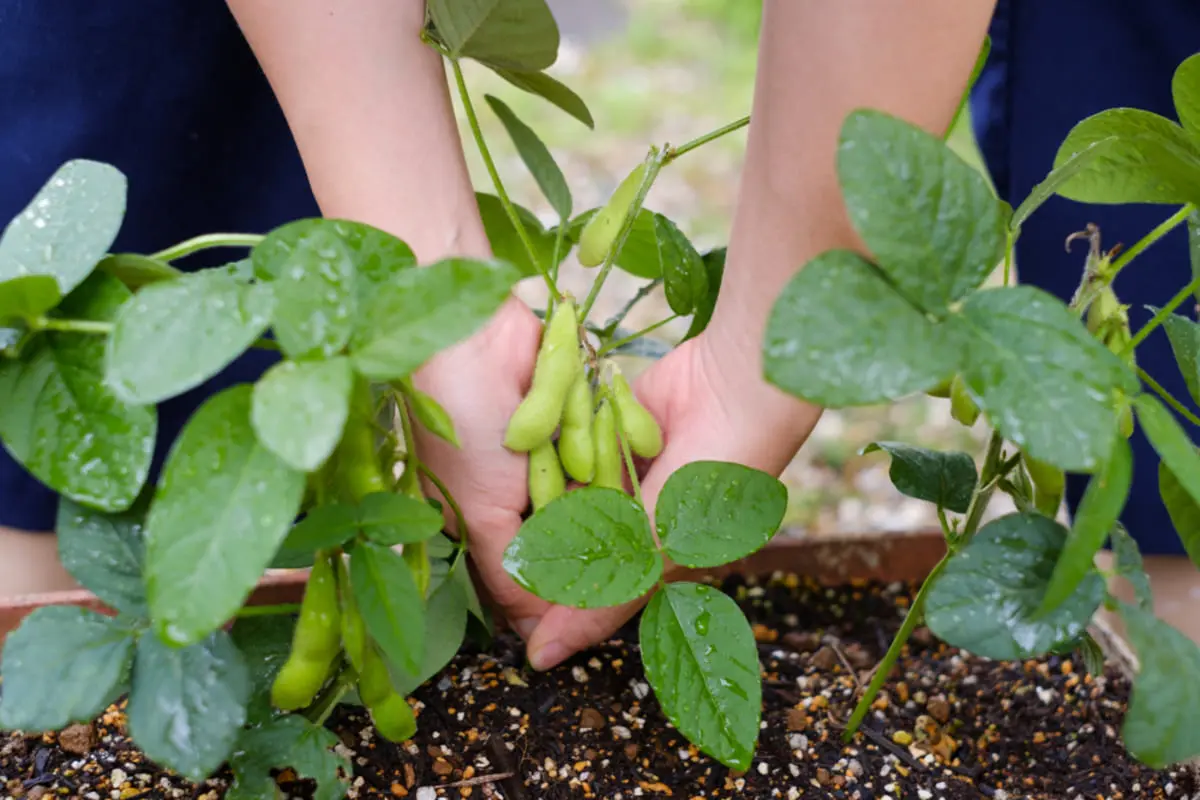 定年後に「家庭菜園」を始める予定です。節約になると嬉しいのですが、買うより”得”でしょうか？