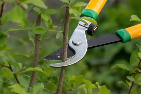 お隣の「木の枝」が“自宅の庭”に侵入…「落ち葉」が排水溝に詰まるけど、勝手に切って大丈夫ですか？ 費用は“請求できる”でしょうか？