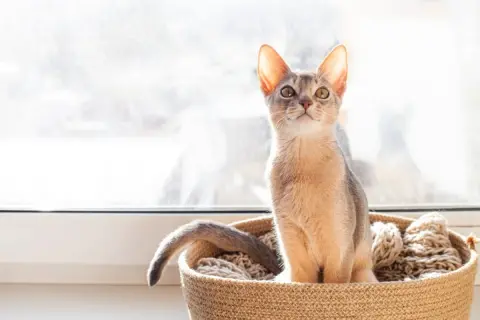 持病が悪化し「生活保護」を申請予定です。“家族である猫”とは、受給後も一緒に暮らせますか？ 生活保護で「手放す必要がある」ものとは