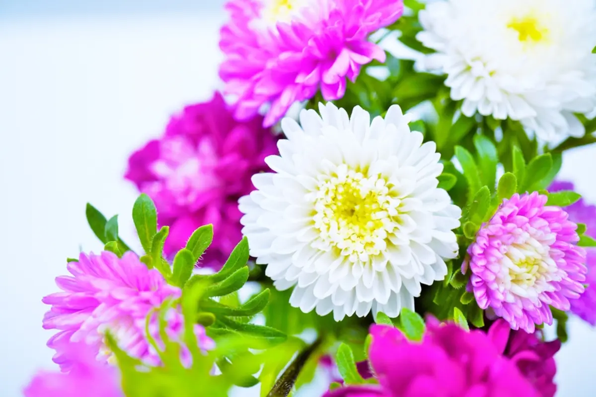 自分が亡くなったときの「遺族年金の受取人」を「叔母」にしたいです。私は未婚で両親は裕福なのですが、叔母は「一人暮らし」のため生活が心配です。受取人を指定する方法を知りたいです！