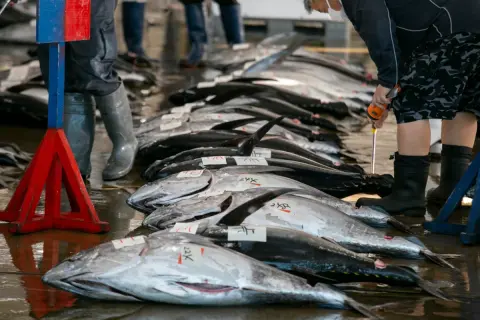 「すしざんまい」の社長がマグロを5億円で競り落としたそうですが、漁師に5億円が支払われたということですか？