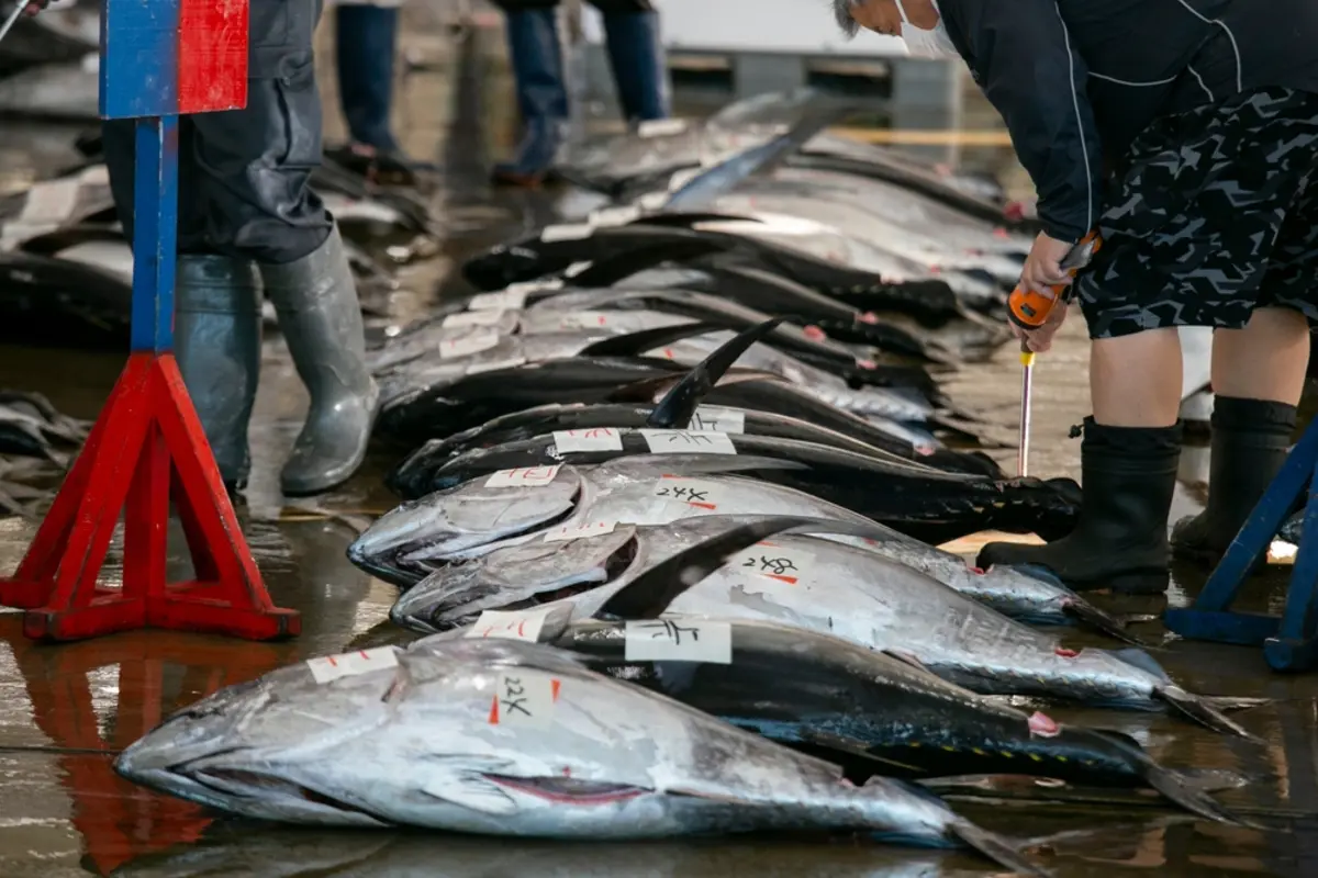 「すしざんまい」の社長がマグロを5億円で競り落としたそうですが、漁師に5億円が支払われたということですか？