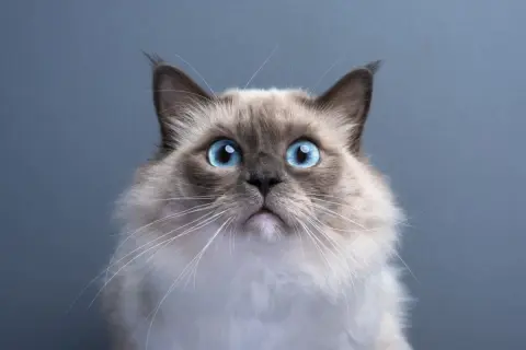 猫への募金で「10円や1円より、100円以上が助かる」にSNSで「図々しい」「小銭だって立派なお金」と非難が…でも実際“両替手数料”で赤字になる？ 善意と“受け取り手の葛藤”とは