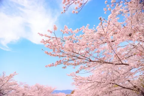 ホテルで「桜ビュー確約」の部屋を予約したのに“泊まった部屋”から見えずショック！「1泊2万円」払ったのですが“返金の対象”にならないんですか？ 契約内容の注意点とは