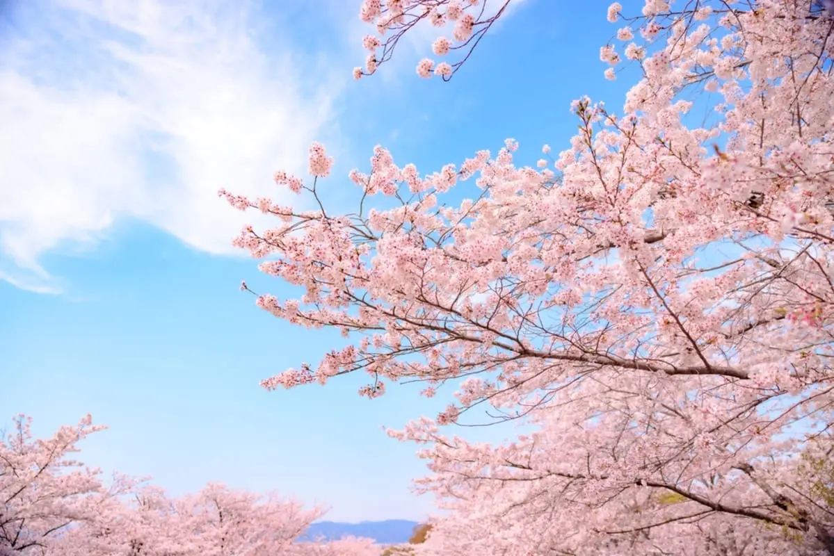 ホテルで「桜ビュー確約」の部屋を予約したのに“泊まった部屋”から見えずショック！「1泊2万円」払ったのですが“返金の対象”にならないんですか？ 契約内容の注意点とは