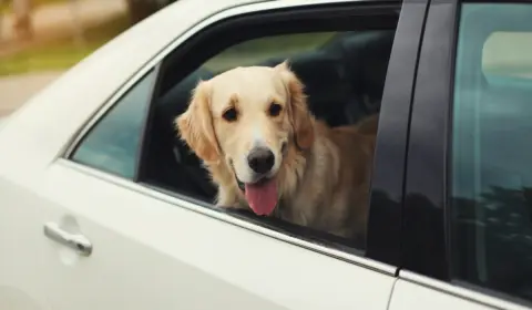 走行している車の窓から「犬が顔を出している」場面を見かけることがあります。危険な行為に思えるのですが、交通違反にはならないのでしょうか？