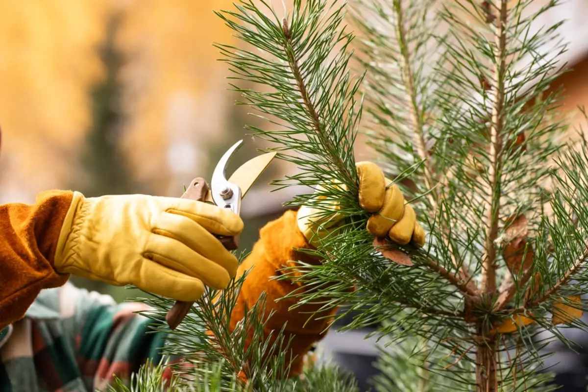 父は定年後「シルバー人材センター」で“植木剪定”の仕事がしたいとのこと。以前「時給換算すると最低賃金以下」と聞いたので心配ですが、いくら稼げますか？ 収入をシミュレーション