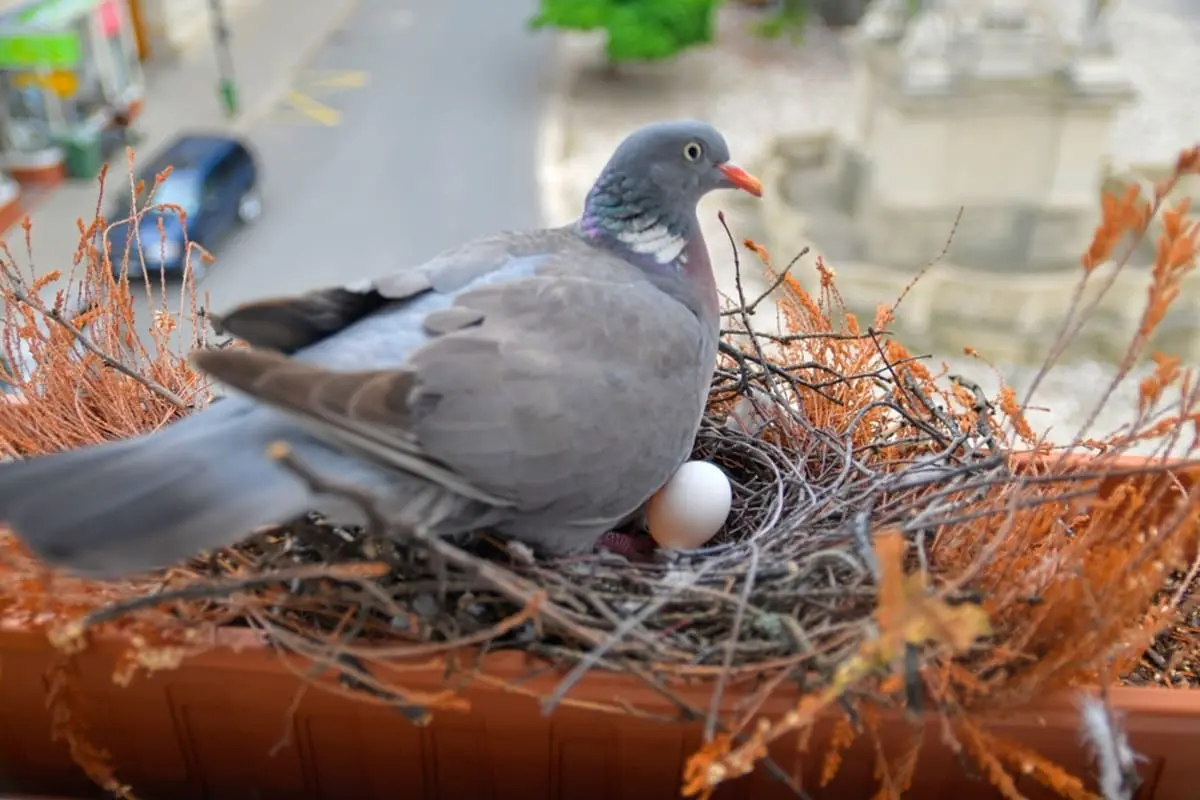 ある日ベランダで「ハトの卵」を発見！ 夫は「撤去すると100万円の罰金」と言いますが、フンの汚れが気になります。このまま孵るまで待つしかないのでしょうか？ 鳥獣保護管理法を確認