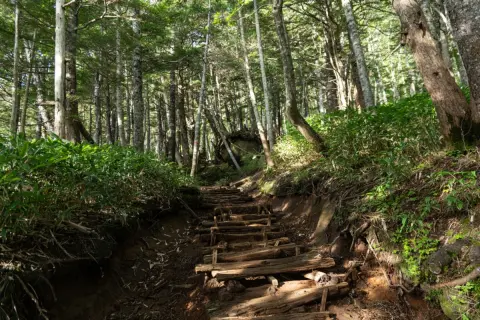 親が所有する山林を相続予定ですが管理できそうにありません。売却以外に活用できる方法はありますか？