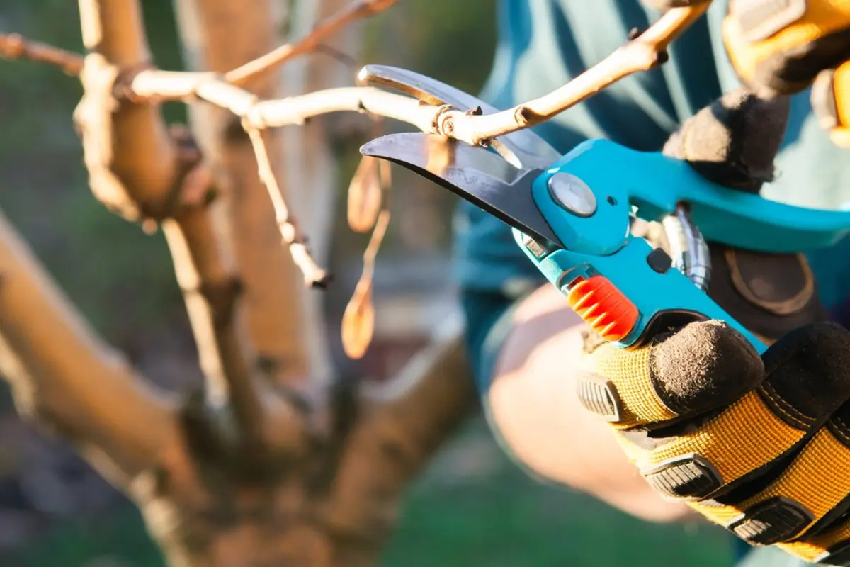 隣家の「庭の木」が“わが家の敷地”まで伸びて迷惑！ 妻は「勝手に切っちゃえば？」と言いますが、無断で切るとこちらが“器物損壊”で訴えられる!? 合法的な手順とは